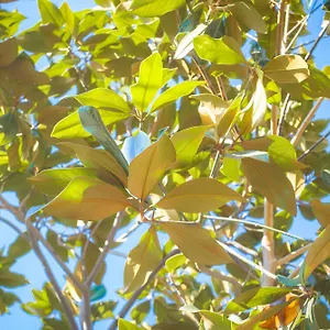 Magnolia Con Giardino Bari